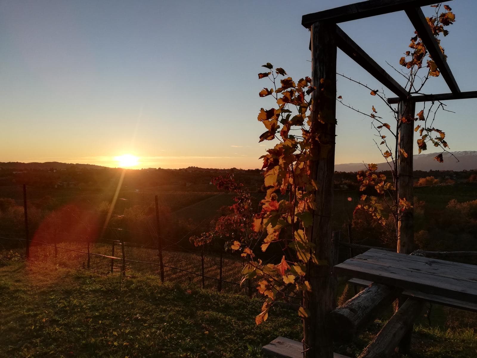 Tramonto sui vigneti Zinto, tra le viti e il pergolato del belvedere
